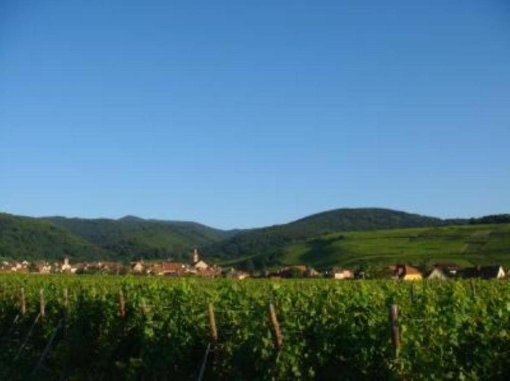 Vue Sur Vignes Apartment Риквир Екстериор снимка